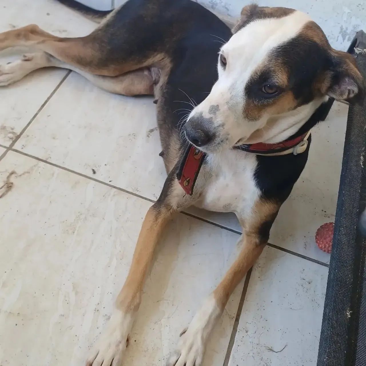 ADOÇÃO  - Foto 3