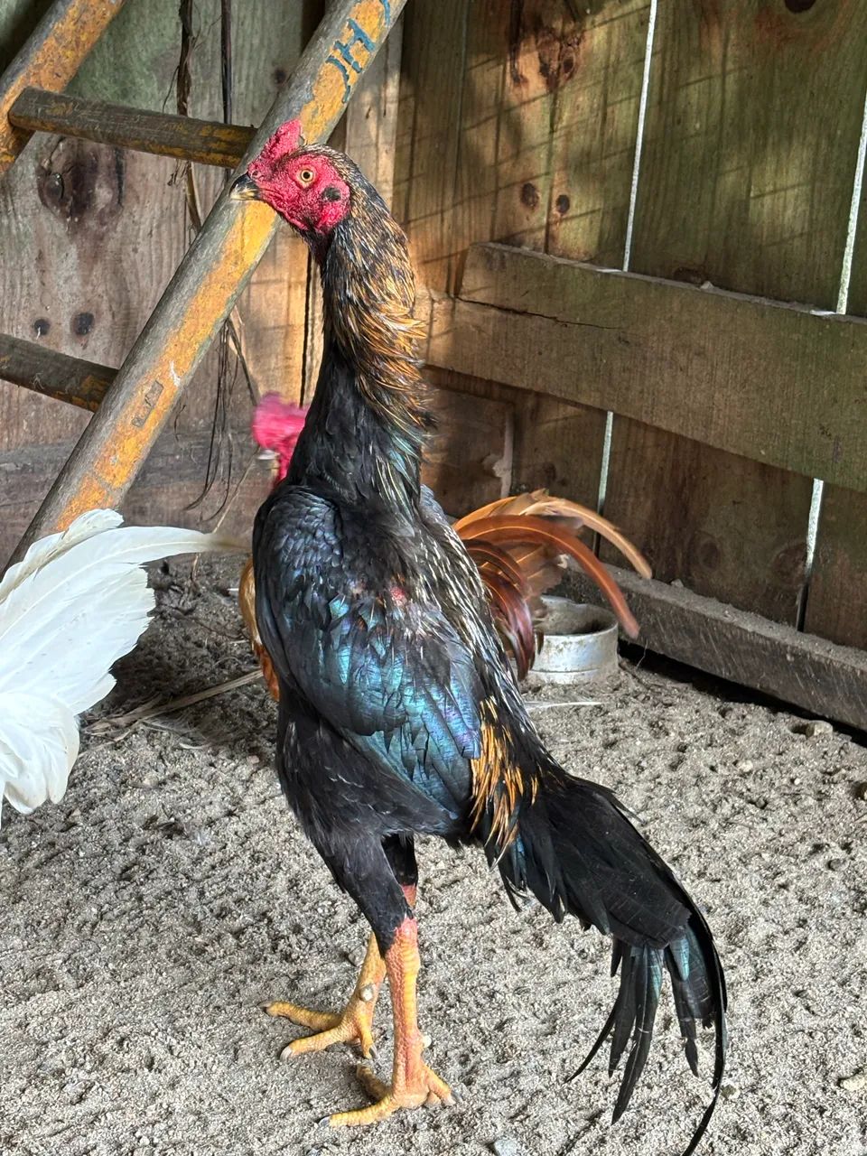 Frango índio  - Foto 2