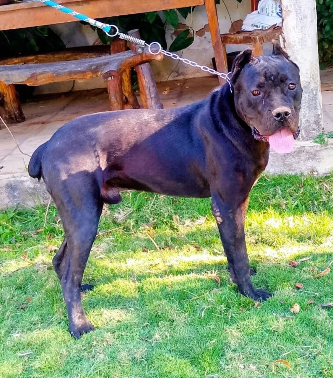 Vendo Cane Corso  - Foto 3