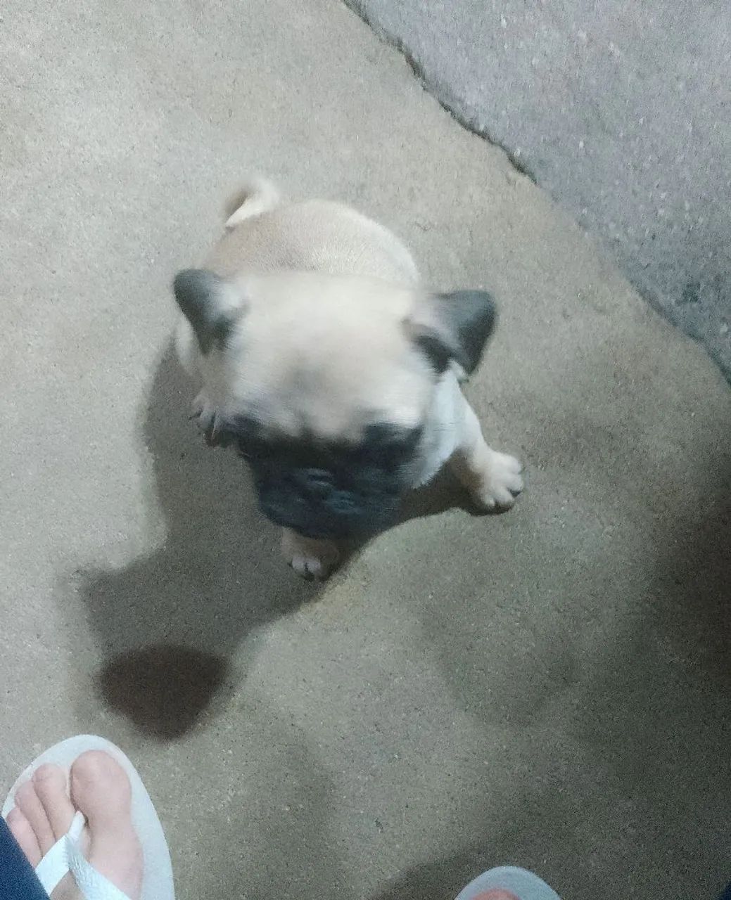 Pug fêmea filhote