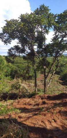 Fazenda à venda, 968000 m² por r$ 2.000.000,00 - fazenda velha - nova laranjeiras/pr - Foto 4