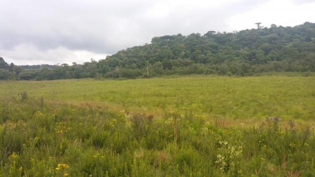 Área à venda, 103000 m² por r$ 700.000,00 - borda do campo - são josé dos pinhais/pr - Foto 3