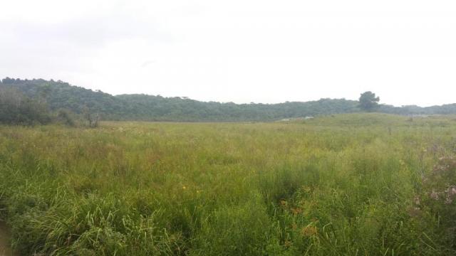 Área à venda, 103000 m² por r$ 700.000,00 - borda do campo - são josé dos pinhais/pr