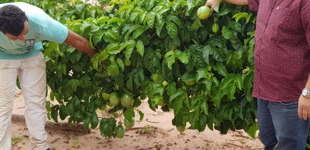 3200 Hectares,Pecuária,Lavoura,Frutífera,Faço Permuta,Conquista Doeste-MT, - Foto 2