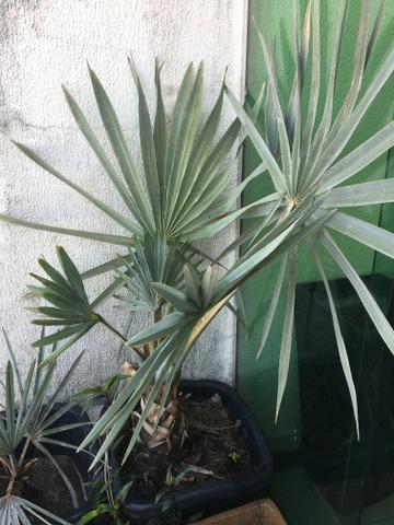 Vendo palmeira Azul e espada de São Jorge - Foto 3