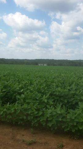Fazenda de 462 Ha , 300 Ha Lavoura . Redenção - PA .permuta 70% em Fazenda no Paraná - Foto 6