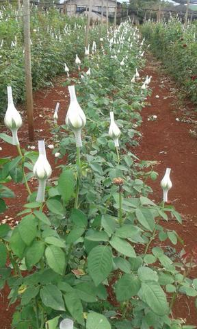 Vende-se rosas - Foto 4