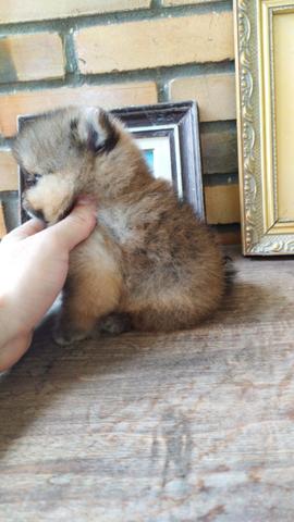 Filhote spitz alemão anão (Lulu da pomerania) - Foto 3