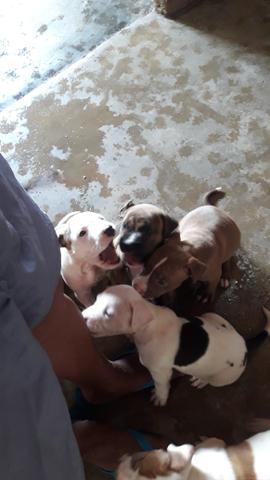 Pitbull