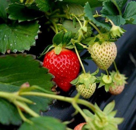 Mudas de Morango de R$ 8,00 E R$ 10,00 - Foto 2