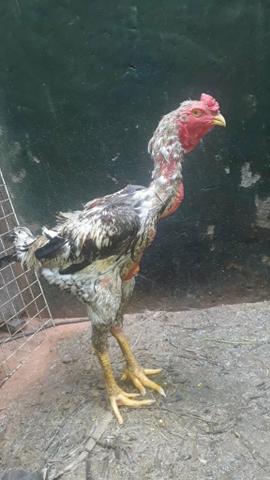 Indio gigante de 1,05 mt - Foto 2