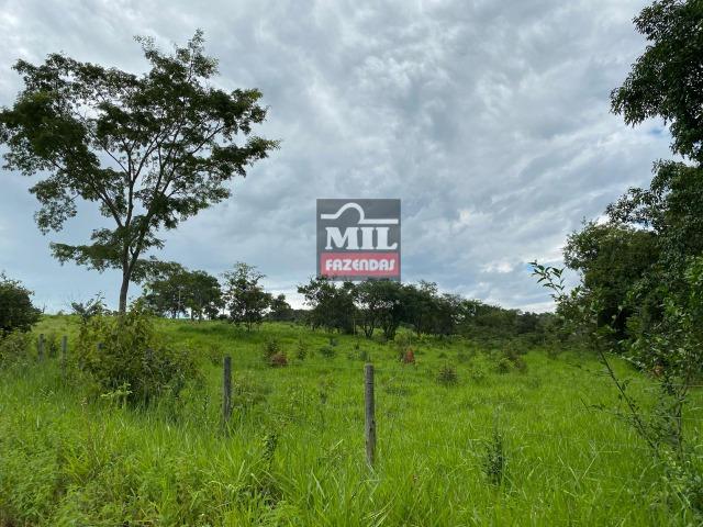 Fazenda 25 Alqueires ( 121ha) Hidrolândia-GO - Foto 13