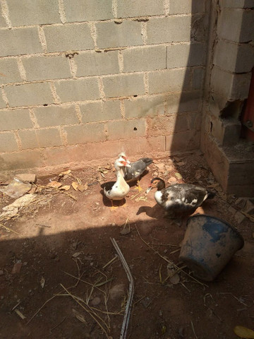 Três patas e um pato