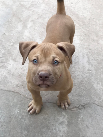 Pit Monster
