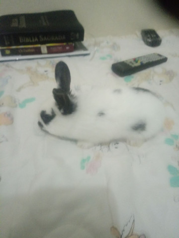 Vendo filhote coelhos - Foto 4