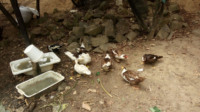 Estou vendendo 10 patos, 8 fêmeas e 2 machos todos bem criados - Foto 2