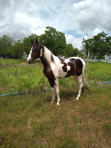 VENDO CAVALO PAMPA DE PRETO 