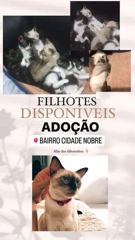 Doação de gatinhos  - Foto 6
