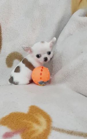 Chihuhua machinho mini - Cachorros e acessórios - Jardim Petrópolis,  Campinas 1260340281