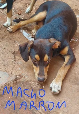 doação de cachorros urgente, já estão ficando adultos, não tenho como cuidar