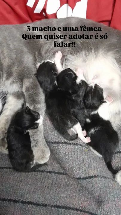 Gatinhos filhotes na cor frajola 