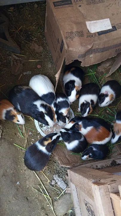 Porquinho da índia  - Foto 4