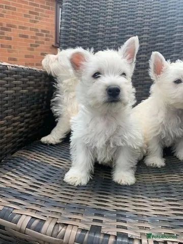 Westie terrier hot sale olx