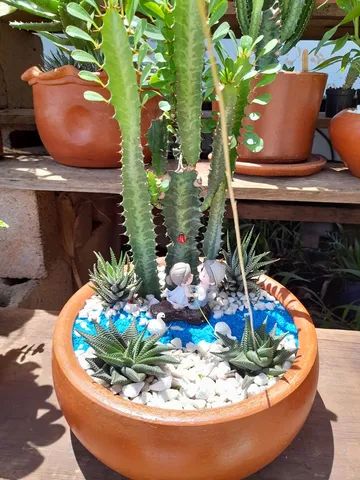 Minis jardins de cactos é suculentas  - Foto 4