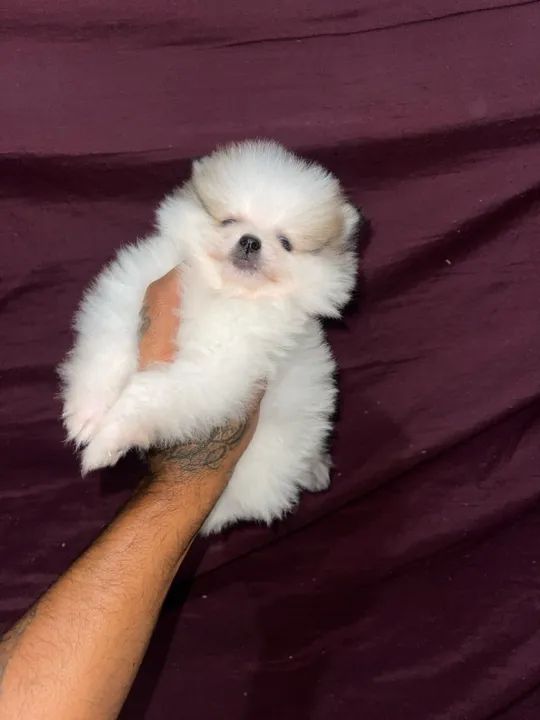 Lulu da pomerania anão 