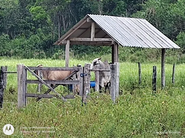 79 hectares no Pará documentada 1 milhão de reais