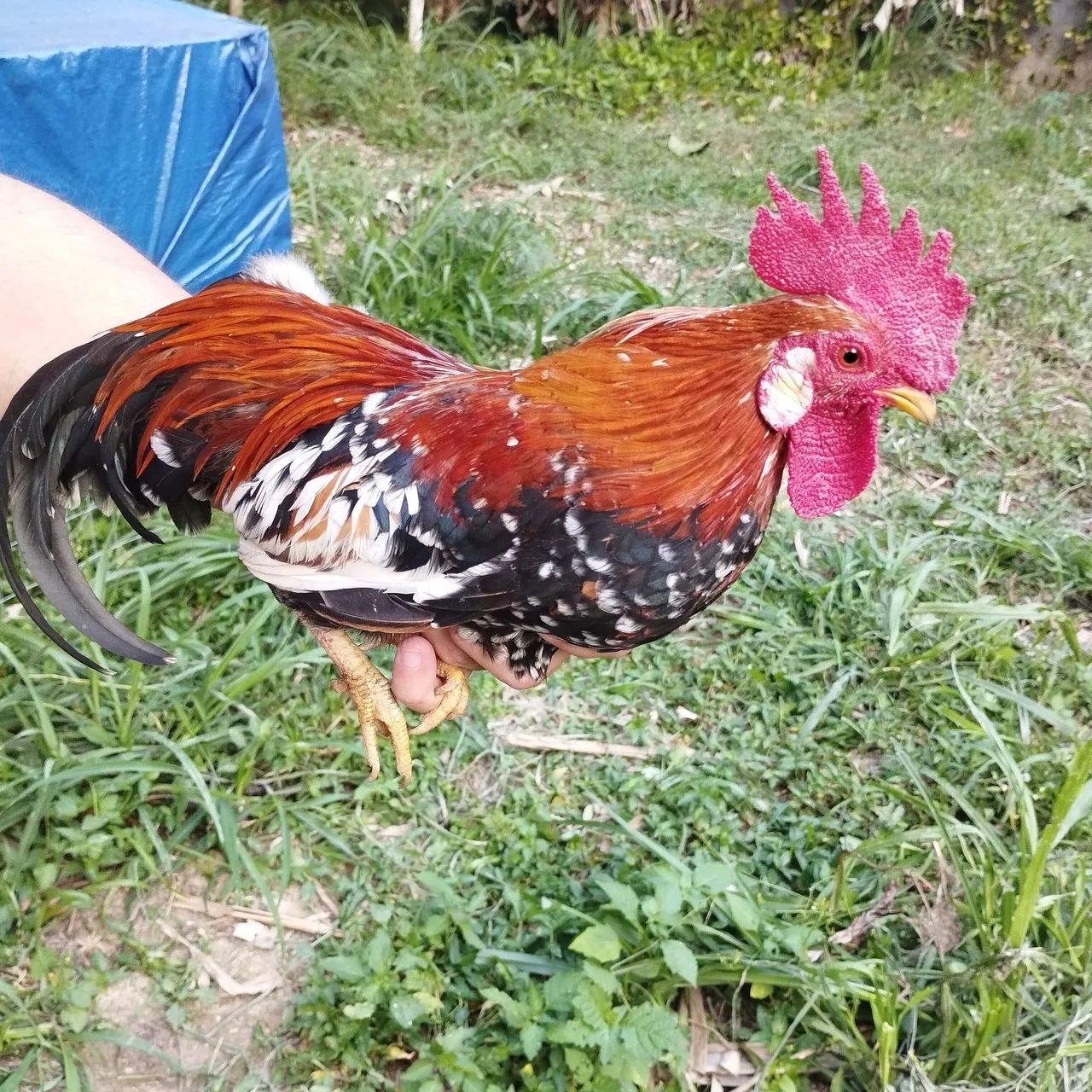 Mini galinho ganinze  - Foto 2