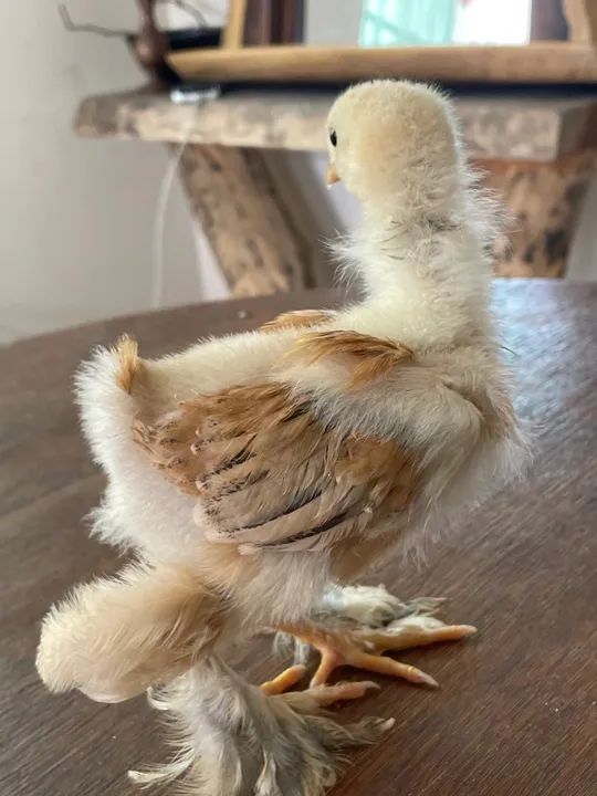 Pintinho galinha Brahma  - Foto 2