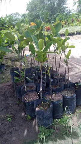 Mudas Frutíferas enxertadas - Foto 3