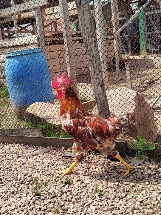 Frango Gsb  - Foto 2