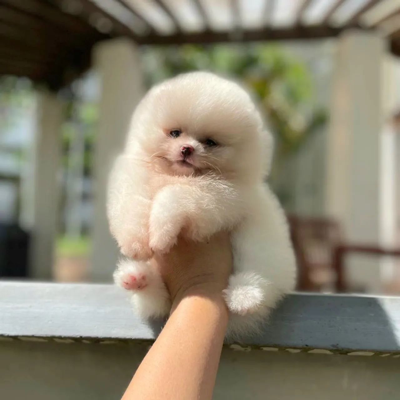 Lulu da Pomerânia Ursinhos Incríveis  - Foto 3