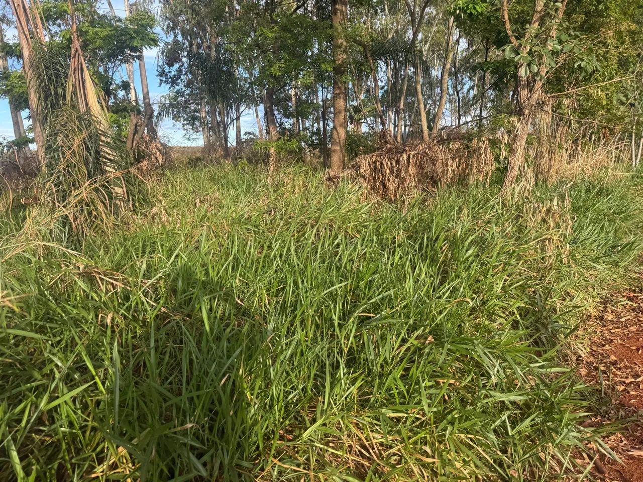 Pasto para gado com terra para pranta milho também  - Foto 3