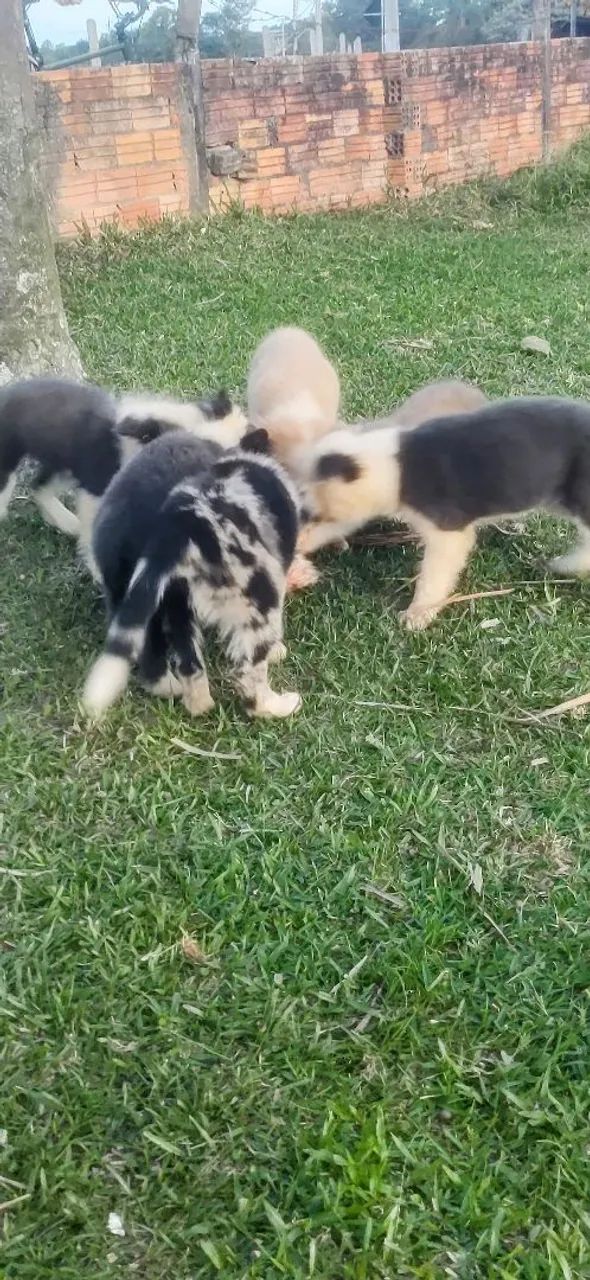 Filhotes de Border Collie Super Promoção 10x s/j - Foto 2