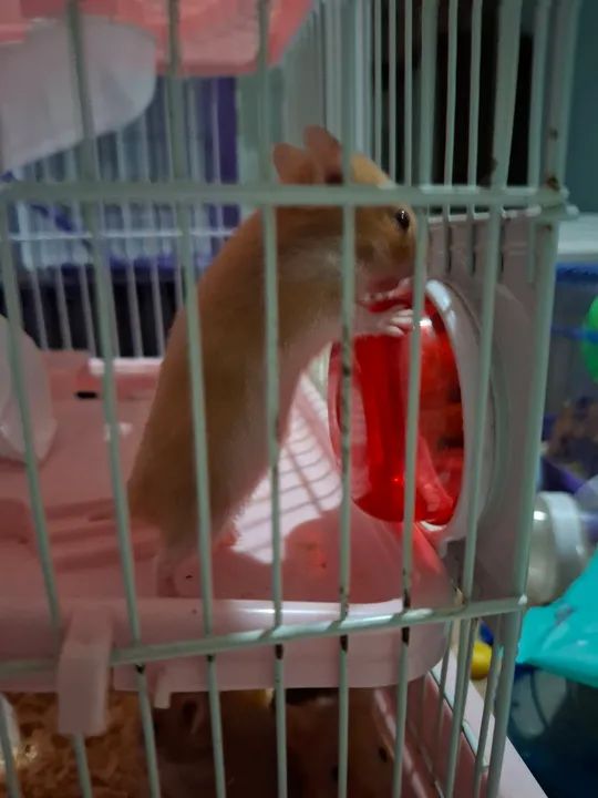 Hamster  - Foto 4