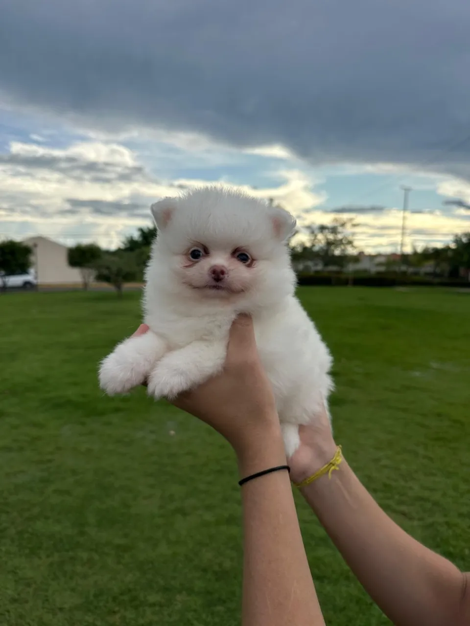 Spitz alemão