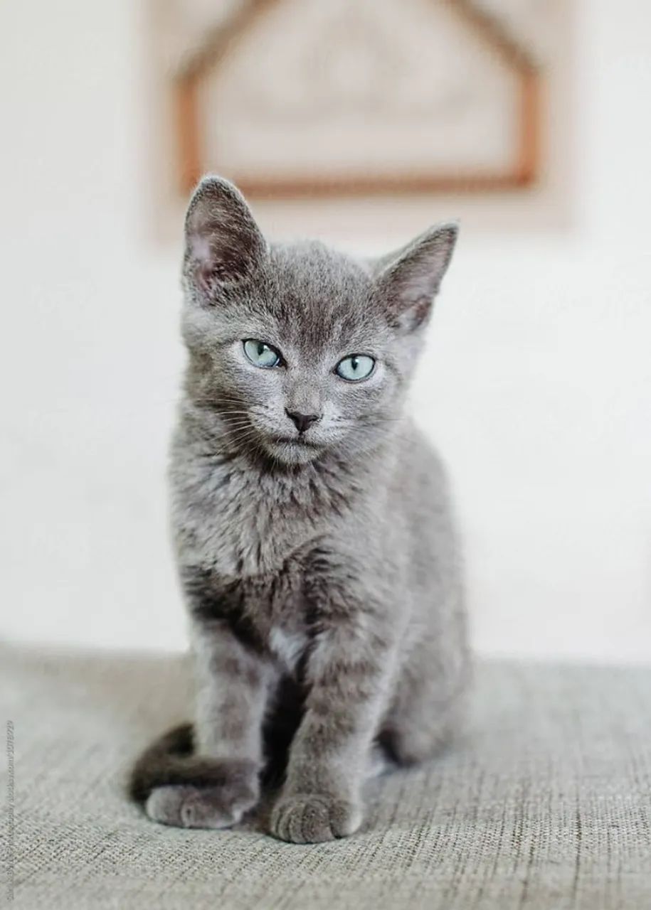 Russian Blue - Entrega em 2 dias 