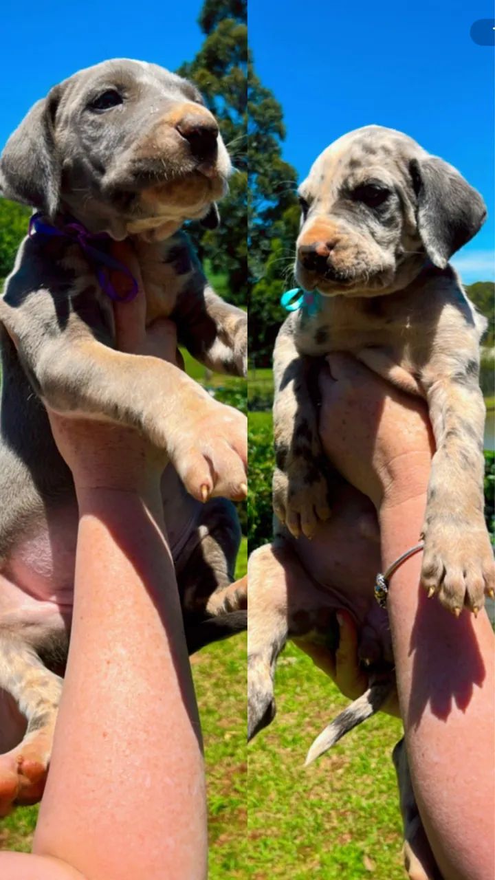 Filhotes Dogue Alemão  - Foto 5