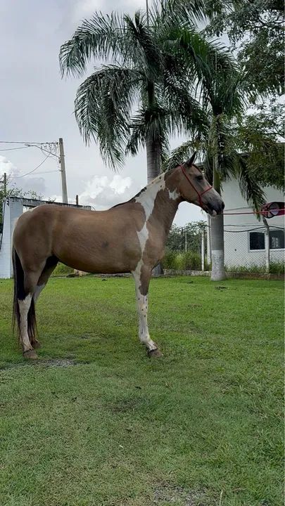 Egua Pampa Marcha Picada Genuina  - Foto 3