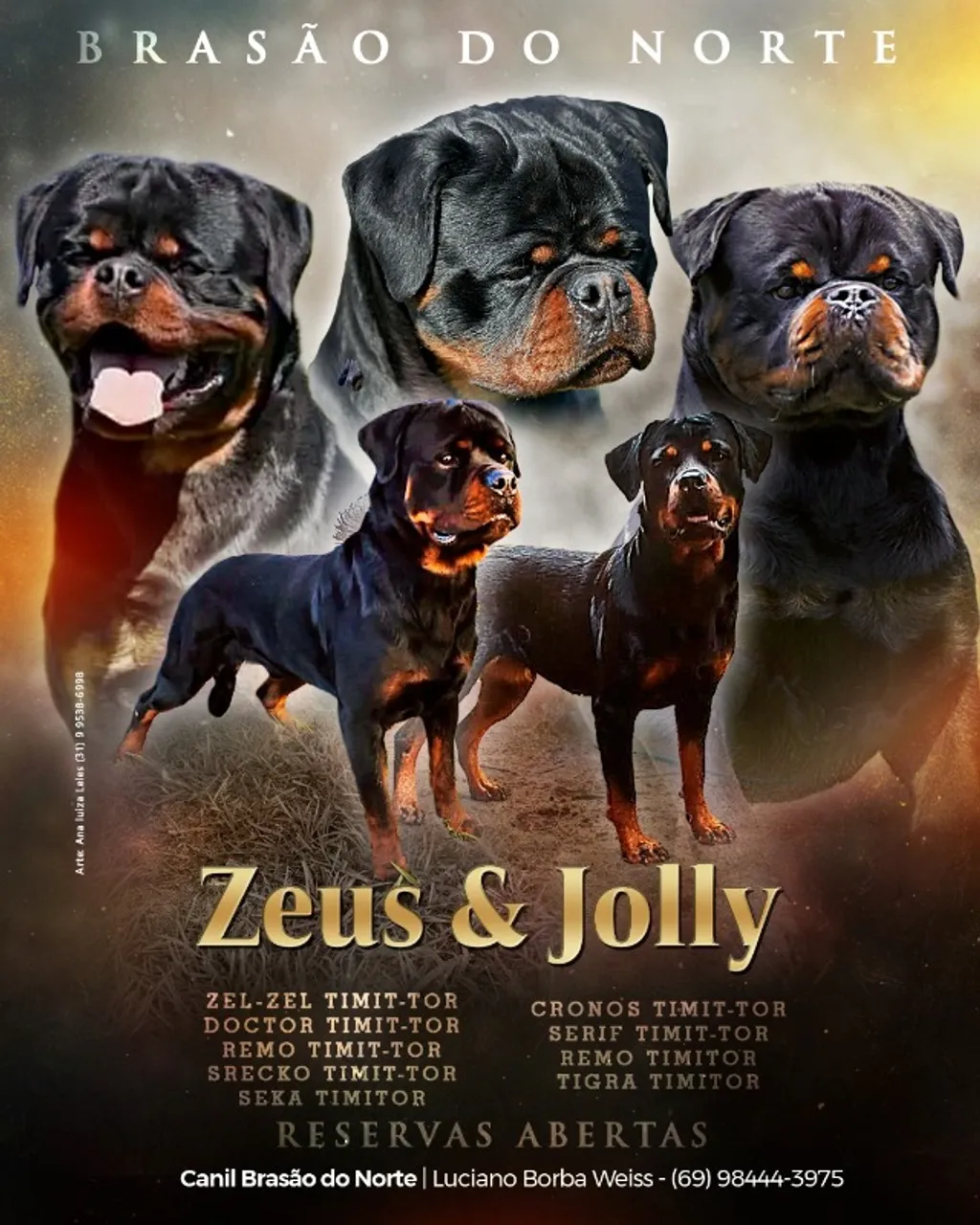 Filhote de Rottweiler com Pedigree