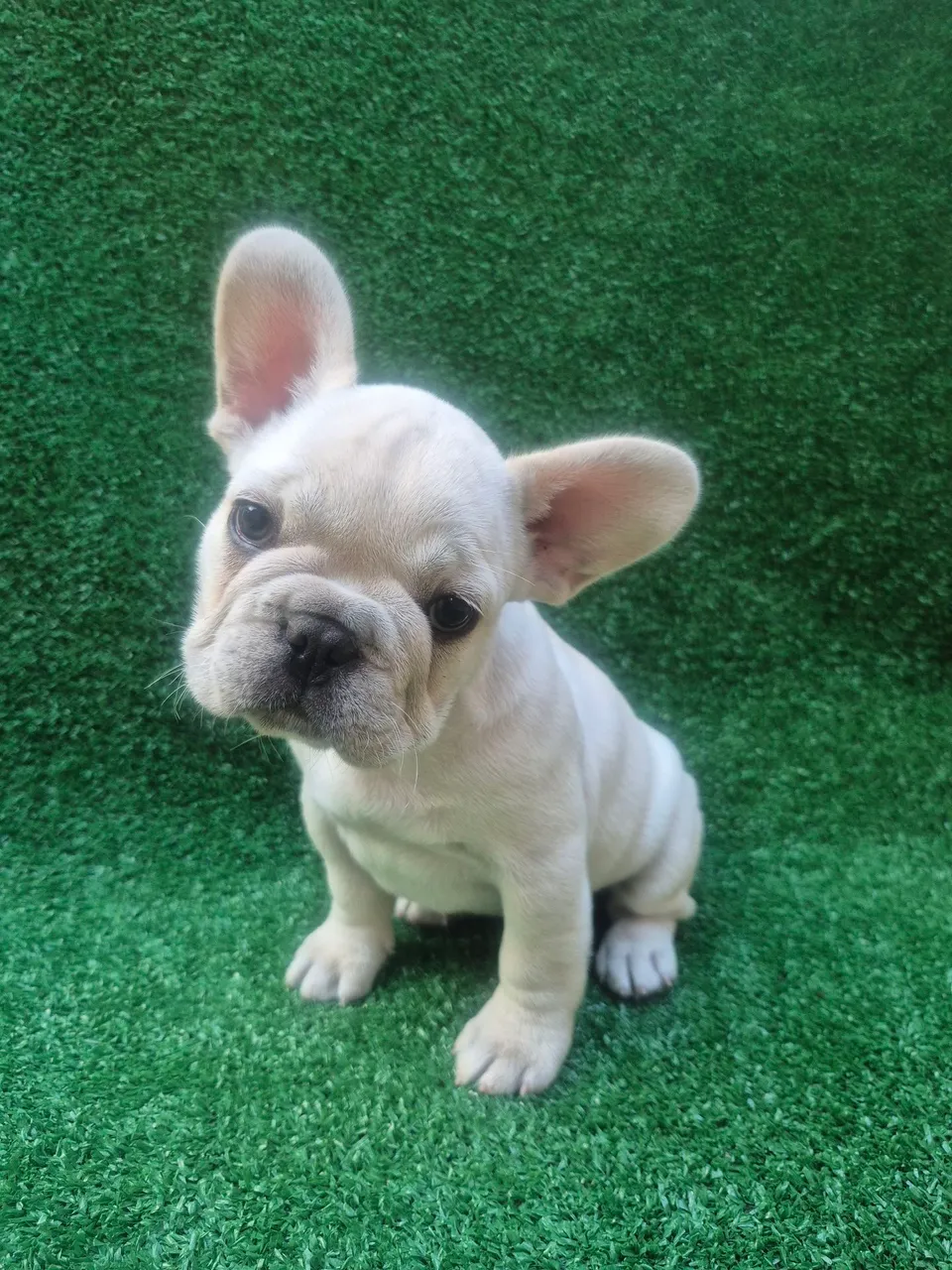 Filhote de Bulldog Francês - Fofo e Adorável!