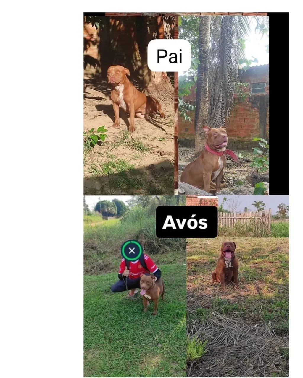Filhotes American Bully  - Foto 4