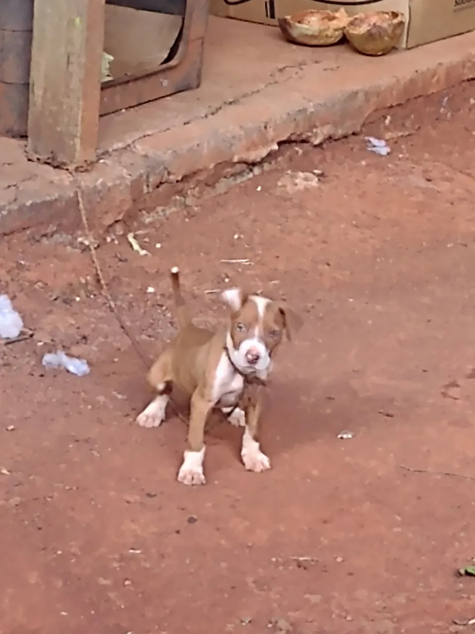 Filhote de Pitbull macho para venda 250$ retirada em Planaltina DF