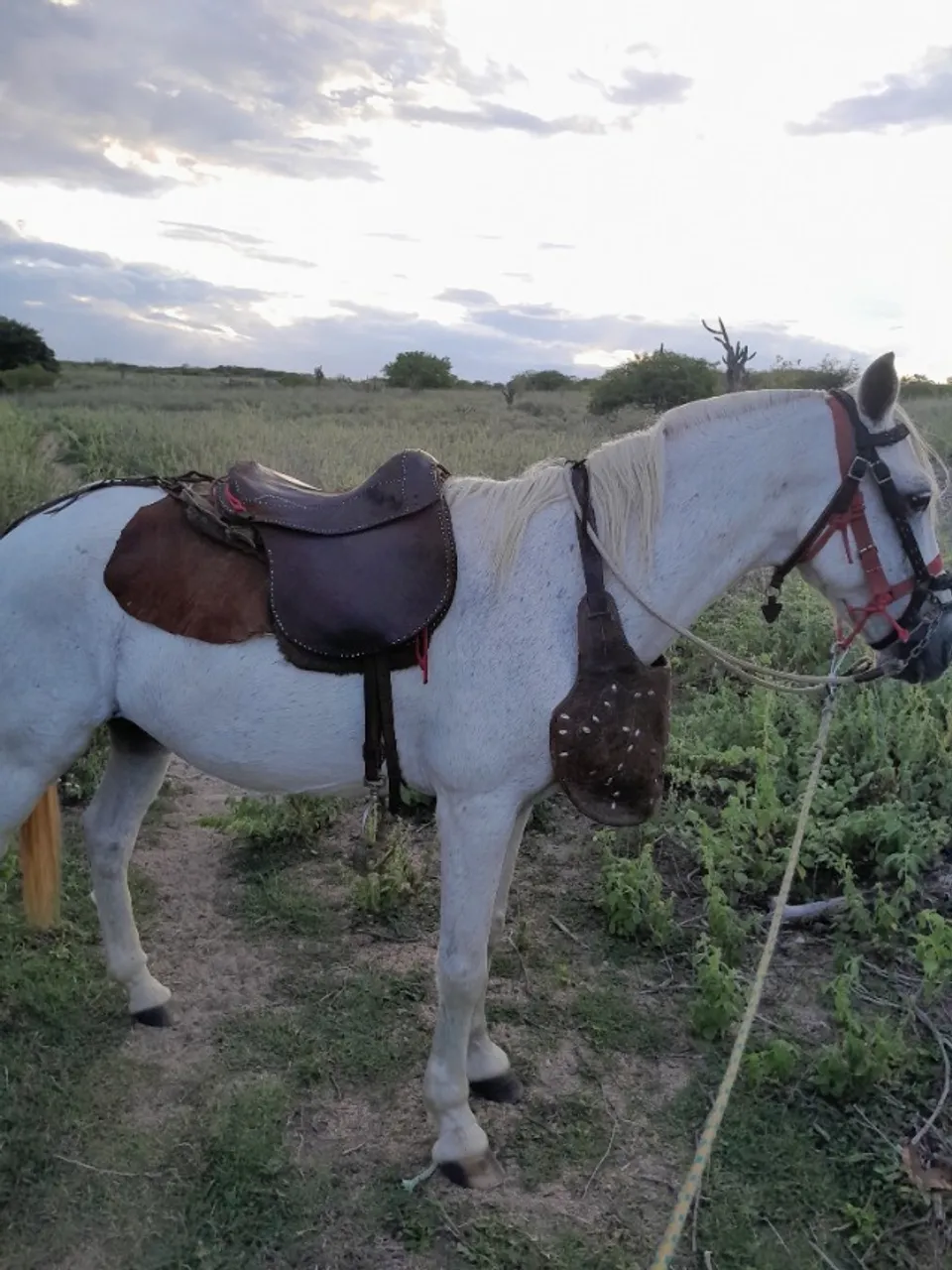 Cavalo de campo já com arreios 
