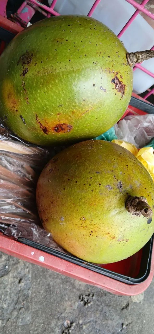 Fruto de coité
