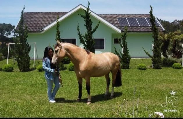 Cavalo Crioulo Confirmado  - Foto 5