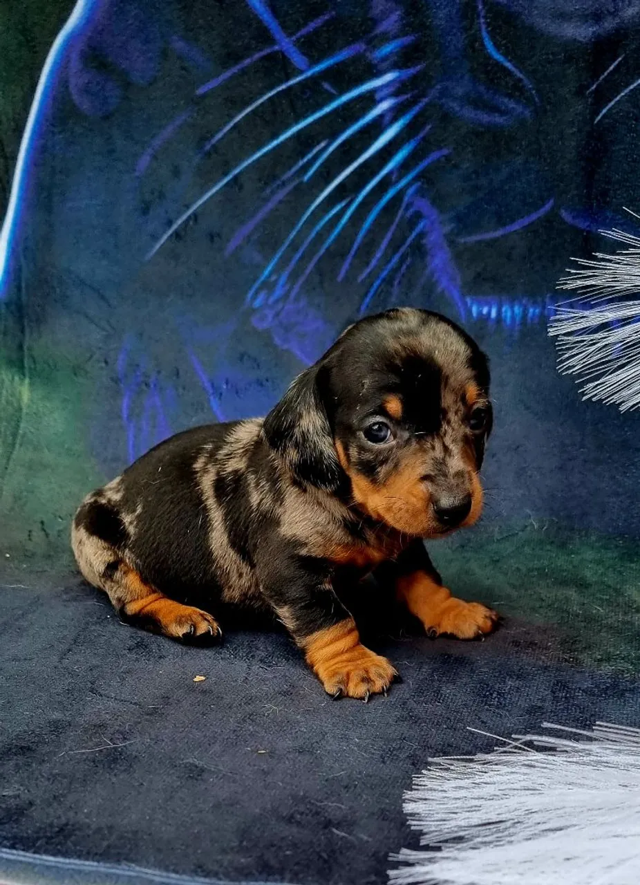 Filhote de Dachshund Arlequim